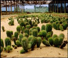 Weight loss. Verlies snel gewicht met hoodia.