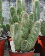 Hoodia. Gordonii de hoodia, un apetito natural suppressant.